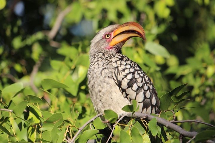 Luxury Okavango Safari - 3 Day