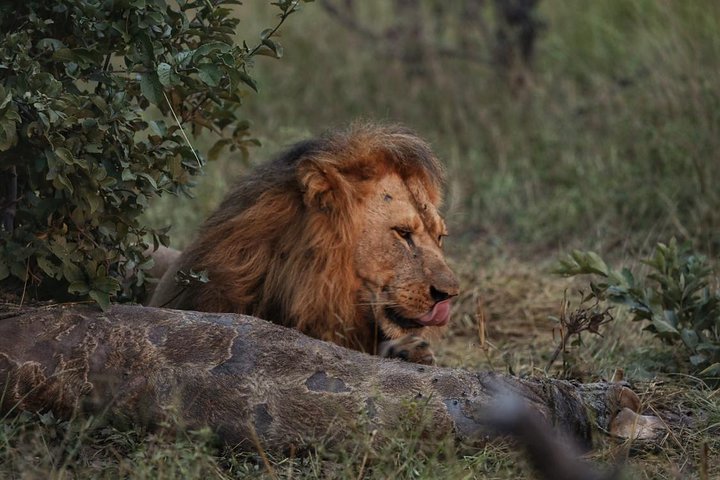 Luxury Okavango Safari - 3 Day
