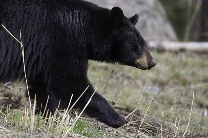 Private Yellowstone National Park Tour (Upper Loop)