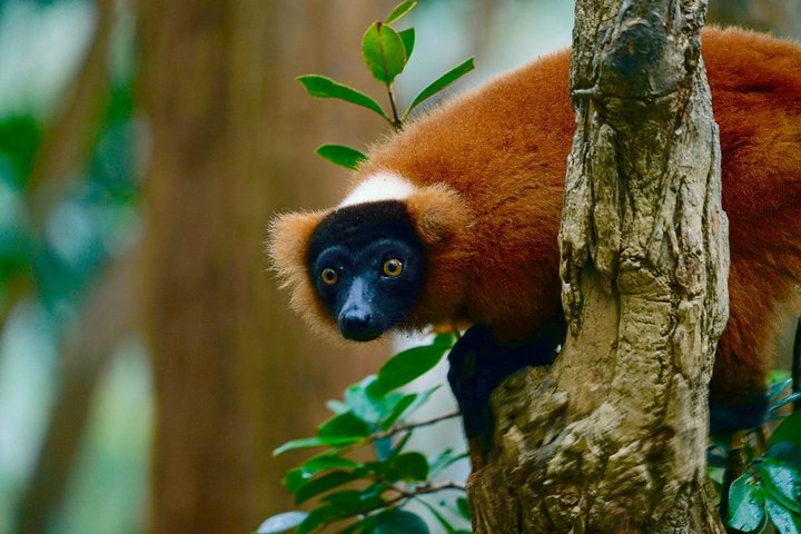 Two days tour to Andasibe NP