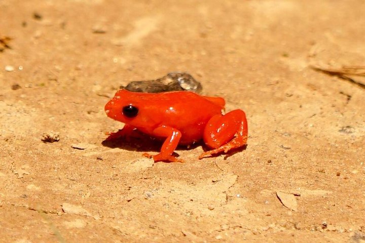 Two days tour to Andasibe NP