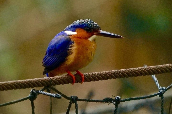 Two days tour to Andasibe NP
