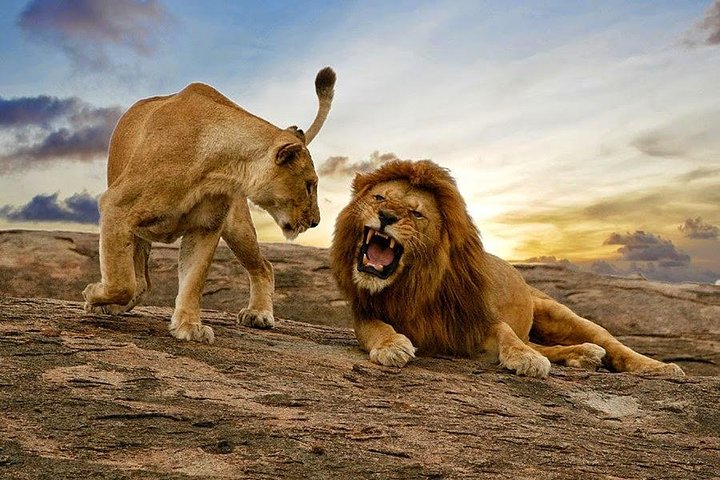 Hwange Park Big 5 Game Drive!