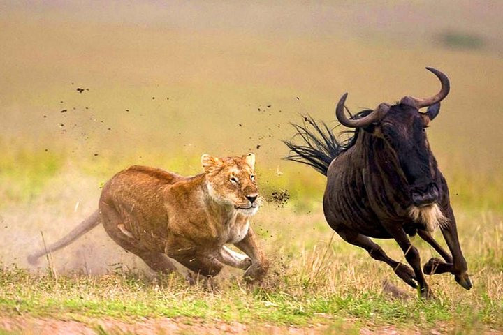 Hwange Park Big 5 Game Drive!