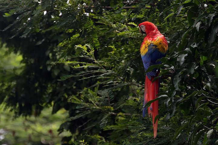 Copan Bird Park