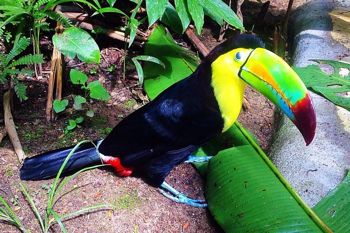 Copan Bird Park