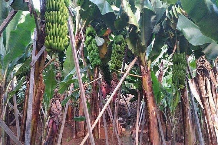 Agriculture Green Tour