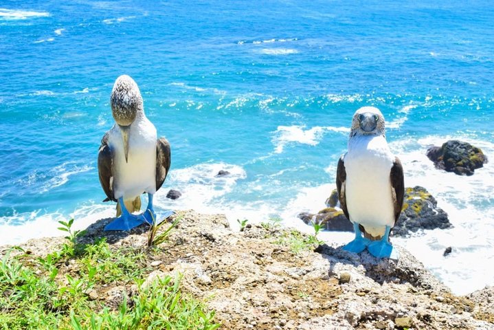 Magnificent Machalilla: Snorkel, Kayak & Wildlife Experience
