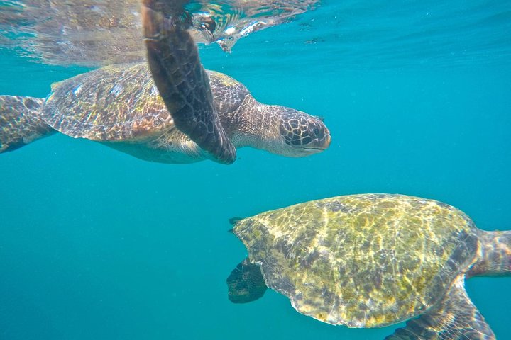 Machalilla: Snorkeling, Kayaking, Birdwatching & Intro Diving