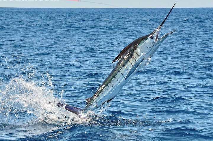 Machalilla: Snorkeling, Kayaking, Birdwatching & Intro Diving