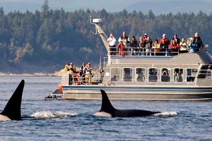 Whale watching tour to Mirissa From Hotels - Galle, Hikkaduwa, Bentota