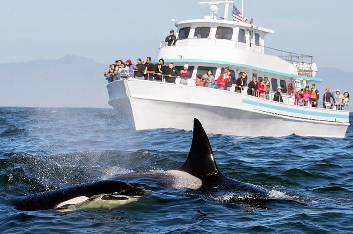 Whale watching tour to Mirissa From Hotels - Galle, Hikkaduwa, Bentota