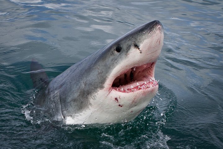 Shark Cage Diving Viewing Only