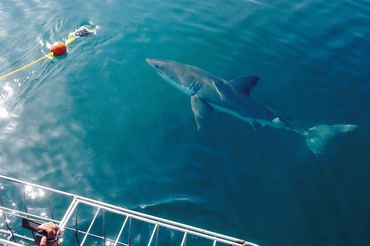 Shark Cage Diving Viewing Only
