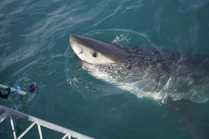Shark Cage Diving Viewing Only