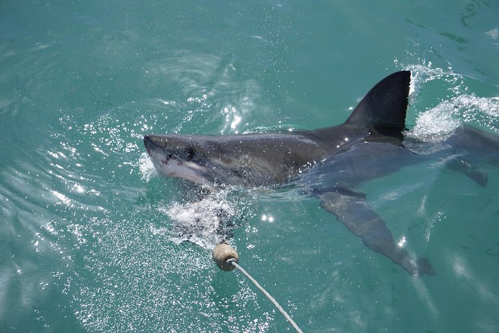 Shark Cage Diving Viewing Only