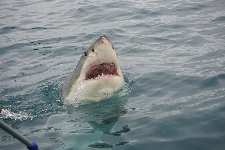 Shark Cage Diving Viewing Only