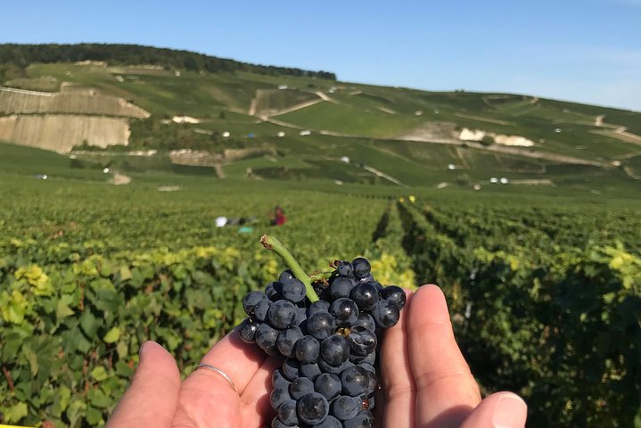 The Connoisseurs from Epernay (Private Half day Champagne Tour)
