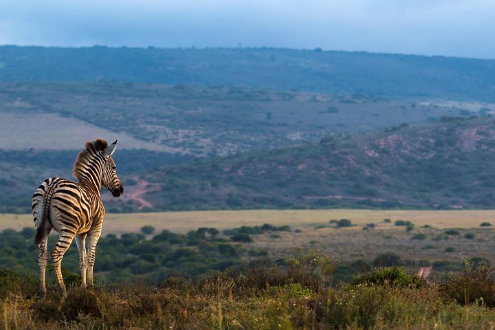 Addo Elephant National Park All Inclusive Full-Day Safari