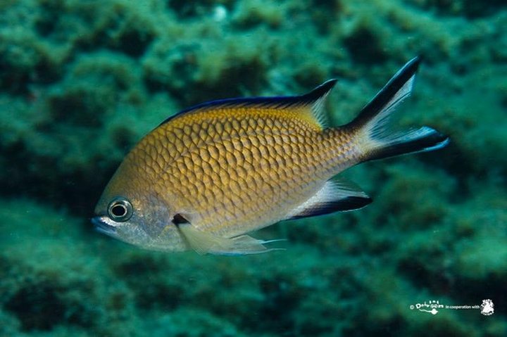 Discover Scuba Diving in Lanzarote (Costa Teguise)