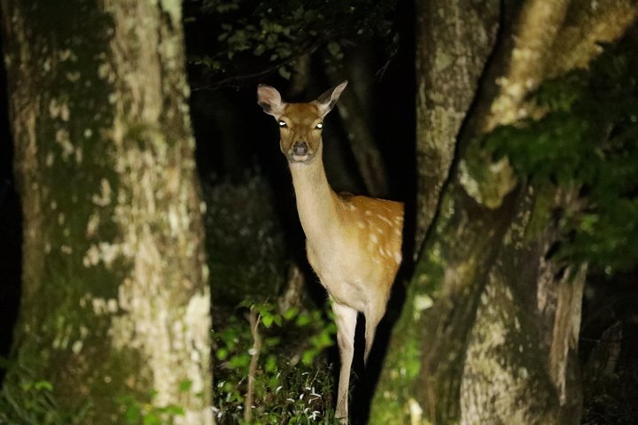 Wildlife Night Drive in Nagano, Japan