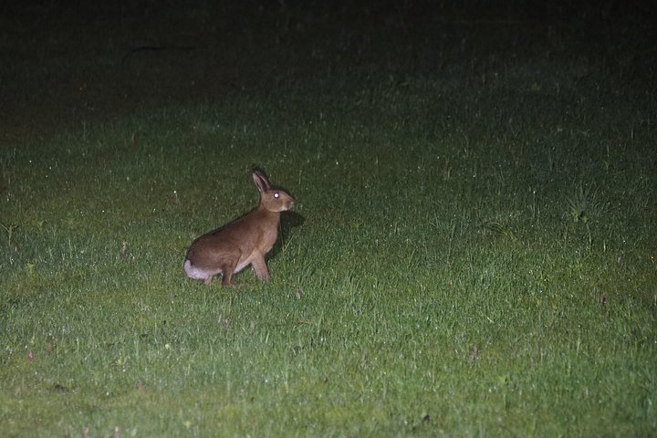 Wildlife Night Drive in Nagano, Japan