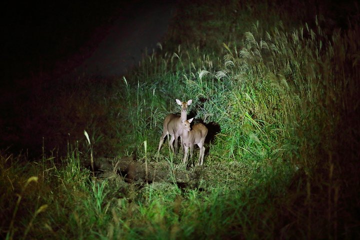 Wildlife Night Drive in Nagano, Japan