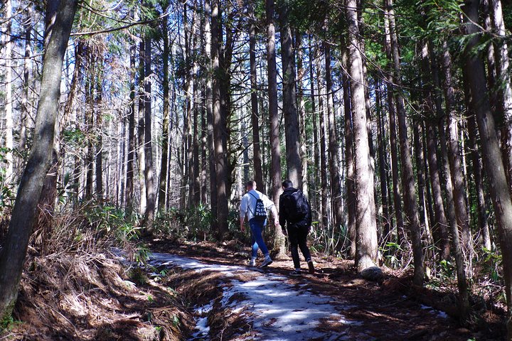 Togakushi: A Serene Walk Through Sacred Forests & Soba Traditions