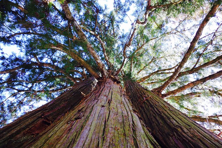 Togakushi: A Serene Walk Through Sacred Forests & Soba Traditions