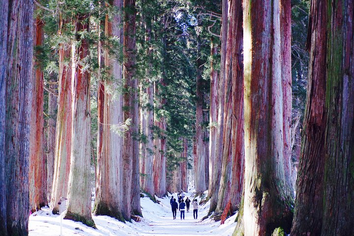 Togakushi: A Serene Walk Through Sacred Forests & Soba Traditions