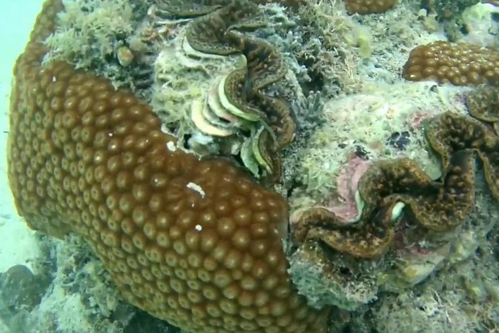 Snorkeling At Misali Island