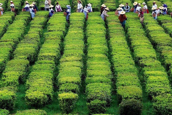 Furnas Volcano & Tea Plantation With Traditional Lunch, East Tour