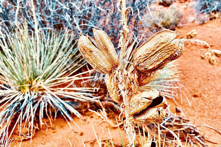 Monument Valley Extended Backcountry Tour