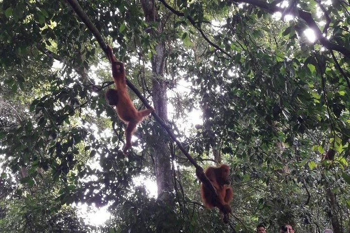 Medan - Bukit Lawang Fullday Tour