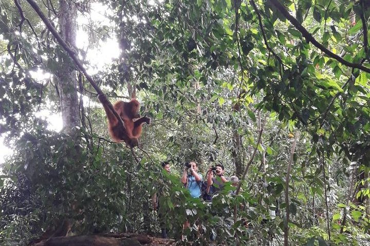 Medan - Bukit Lawang Fullday Tour