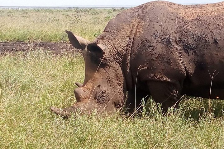 Safari Tour; Nairobi National Park