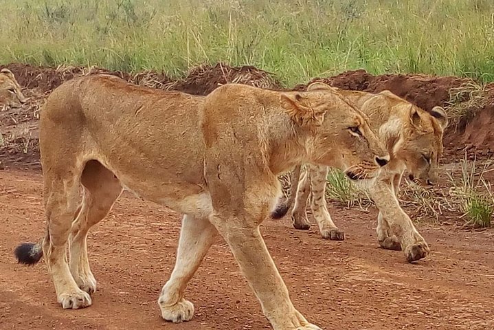 Safari Tour; Nairobi National Park