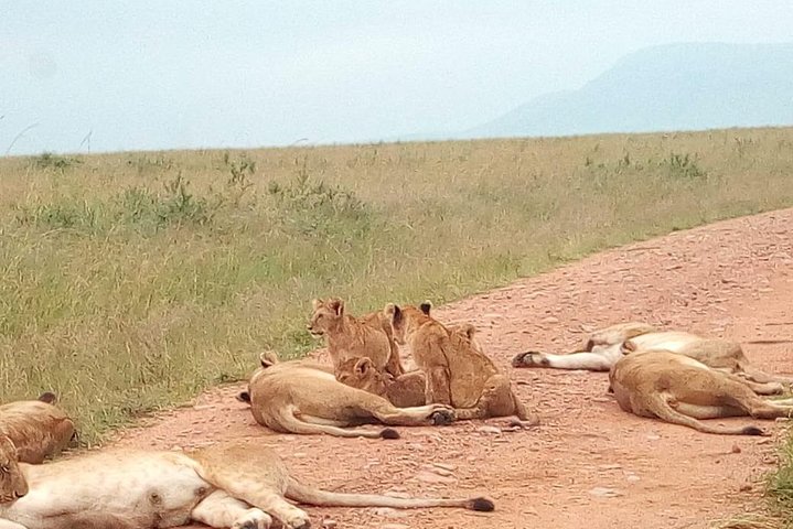 Safari Tour; Nairobi National Park