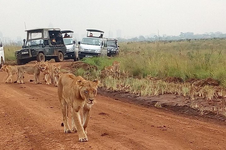Safari Tour; Nairobi National Park