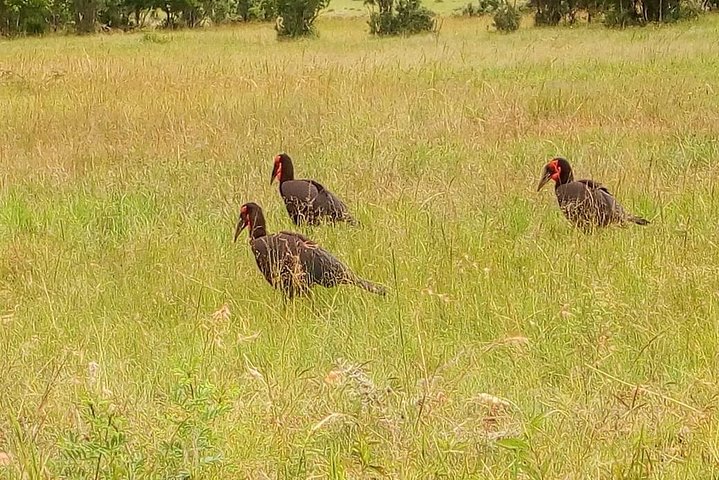 Safari Tour; Nairobi National Park