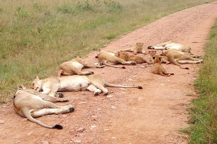 Safari Tour; Nairobi National Park