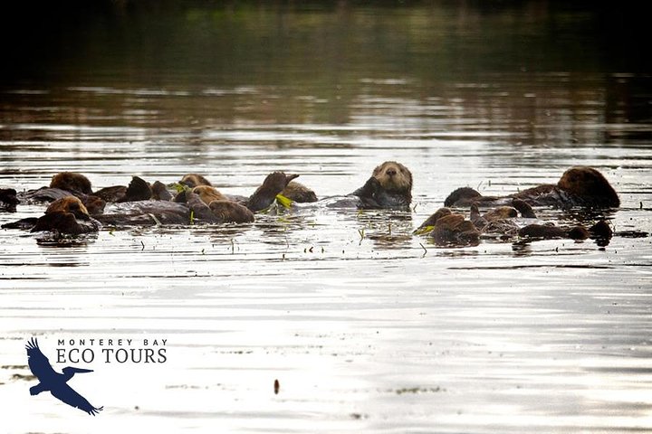 Elkhorn Slough Wildlife Tour