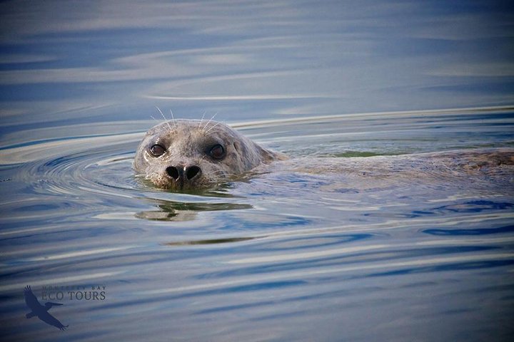 Elkhorn Slough Wildlife Tour