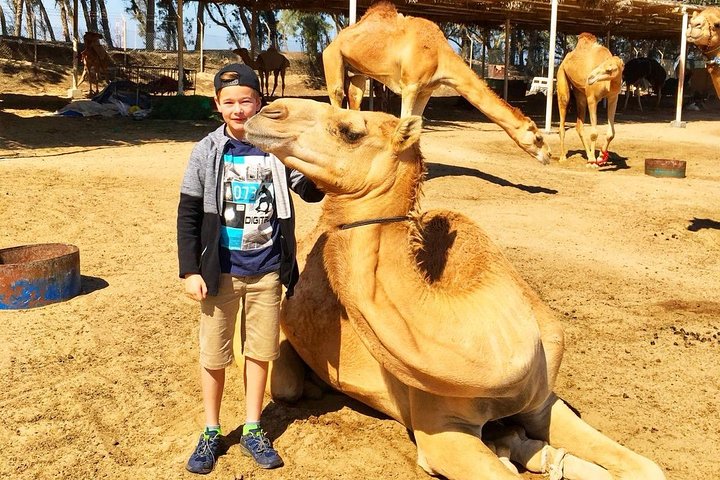 Best Bahrain Tour - Select 1 of 9+ Private & Shared Tours
