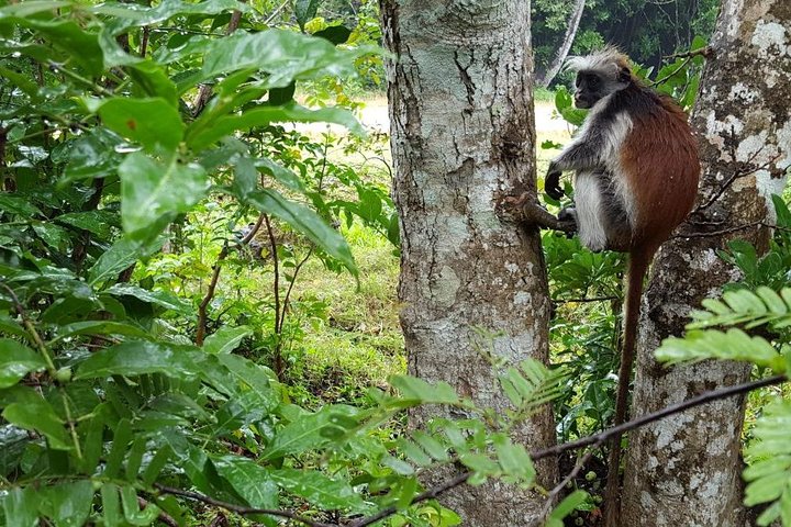 A Half Day Private Tour To Jozani Forest