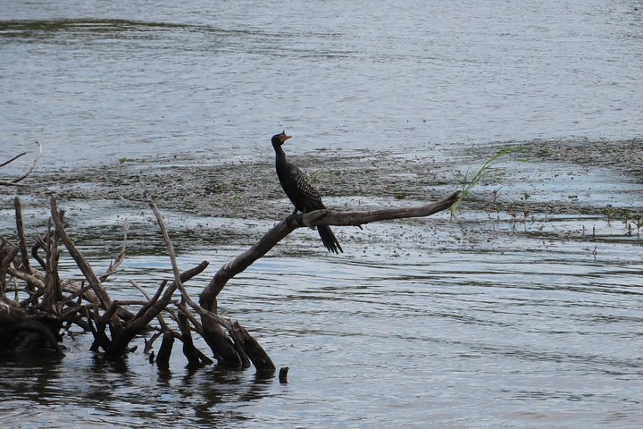 Zambezi River Bird watching