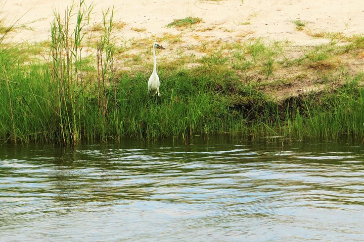 Zambezi River Bird watching