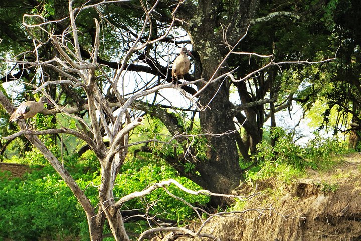 Zambezi River Bird watching