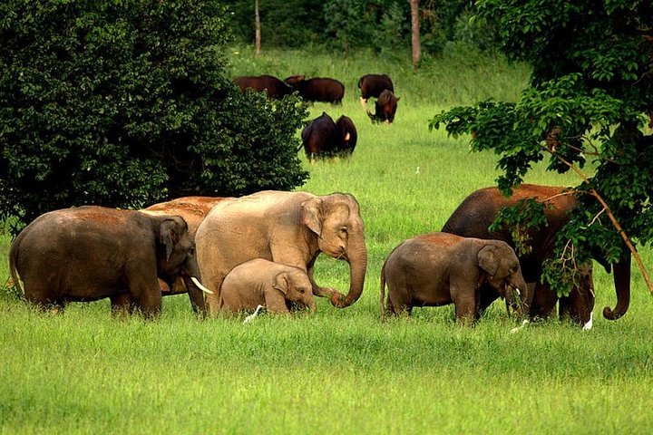 Elephant and Wildlife Watching in Kuiburi National Park - Private Afternoon Tour