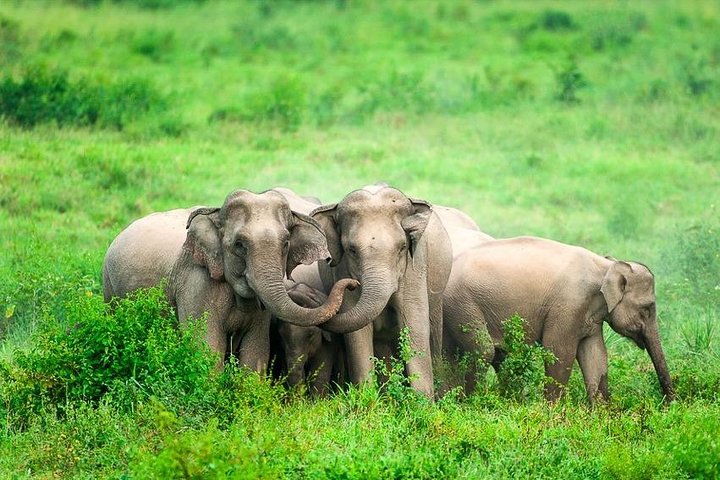 Elephant and Wildlife Watching in Kuiburi National Park - Private Afternoon Tour
